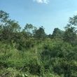Photo #22: Land clearing, underbrush mowing, property reclamation