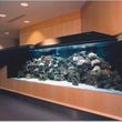 Photo #1: Aquarium Maintenance/Cleaning & Sales