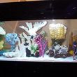 Photo #3: Aquarium Maintenance/Cleaning & Sales