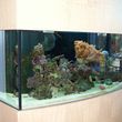 Photo #4: Aquarium Maintenance/Cleaning & Sales