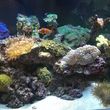 Photo #5: Aquarium Maintenance/Cleaning & Sales