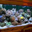 Photo #6: Aquarium Maintenance/Cleaning & Sales