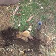 Photo #7: STUMP GRINDING