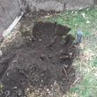 Photo #9: STUMP GRINDING