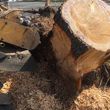 Photo #13: STUMP GRINDING
