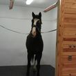 Photo #7: Dressage Facility- Lessons, Training, Boarding