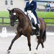 Photo #8: Dressage Facility- Lessons, Training, Boarding