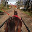 Photo #1: Horse Boarding - All Breeds, Disciplines, riding and carriage driving