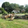 Photo #1: Tree removal, clean up, firewood