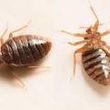 Photo #1: Pests: Bed Bugs , Mice/Rat, Roaches, Box elder bugs, Mosquito...