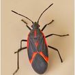 Photo #2: Pests: Bed Bugs , Mice/Rat, Roaches, Box elder bugs, Mosquito...