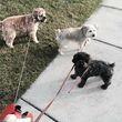 Photo #24: PET SITTER / DOG WALKER / HOUSE SITTER