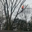Photo #2: Outdoor Service @ Tree Service @ Debris Removal