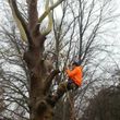Photo #3: Outdoor Service @ Tree Service @ Debris Removal