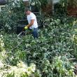 Photo #4: Outdoor Service @ Tree Service @ Debris Removal