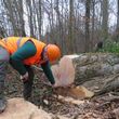 Photo #1: Tree trimming, tree removal, stump grinding