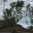 Photo #2: ABK TREE SERVICE tree trimming/removals
