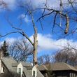 Photo #6: ABK TREE SERVICE tree trimming/removals