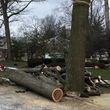 Photo #7: ABK TREE SERVICE tree trimming/removals