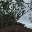 Photo #9: ABK TREE SERVICE tree trimming/removals