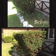 Photo #4: Shrub and bush trimming gardening services
