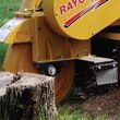 Photo #1: H&B Stump Grinding (Removal) And Tree Service