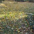 Photo #1: Fall Clean-up