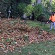 Photo #2: Fall leaves and yard cleanup