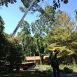 Photo #6: Tree Removal & Trimming
