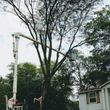 Photo #3: TREE REMOVAL/ TREE TRIMMING