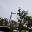 Photo #3: **STUMP GRINDING. TREE TRIMMING TREE REMOVAL**