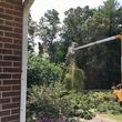 Photo #2: Native Tree Works- tree service