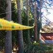 Photo #3: Native Tree Works- tree service