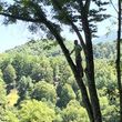 Photo #4: Native Tree Works- tree service
