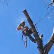 Photo #5: Native Tree Works- tree service