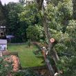 Photo #6: Native Tree Works- tree service