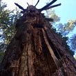 Photo #8: Native Tree Works- tree service