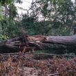 Photo #5: Storm Clean- up, Tree, Brush and Debris Removal and Tree Trimming