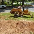 Photo #6: Stump grinding and removal