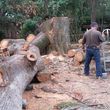 Photo #4: tree services
