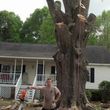Photo #5: Kings Tree & Stump Removal