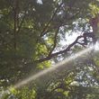 Photo #3: 🌳Tree Therapy 🌳Tree Care / Certified Arborist 🌳