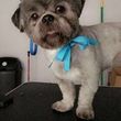 Photo #10: Dog Grooming in home by loreena (not mobile)
