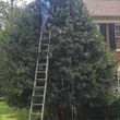 Photo #1: 20%  OFF. ANORVE'S TREE & LAWN SERVICES.