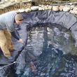 Photo #6: Koi Pond and Water garden Maintenance and Repairs