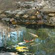 Photo #7: Koi Pond and Water garden Maintenance and Repairs