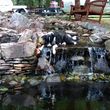 Photo #8: Koi Pond and Water garden Maintenance and Repairs