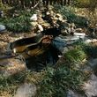 Photo #10: Koi Pond and Water garden Maintenance and Repairs