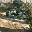 Photo #11: Koi Pond and Water garden Maintenance and Repairs