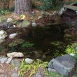 Photo #14: Koi Pond and Water garden Maintenance and Repairs